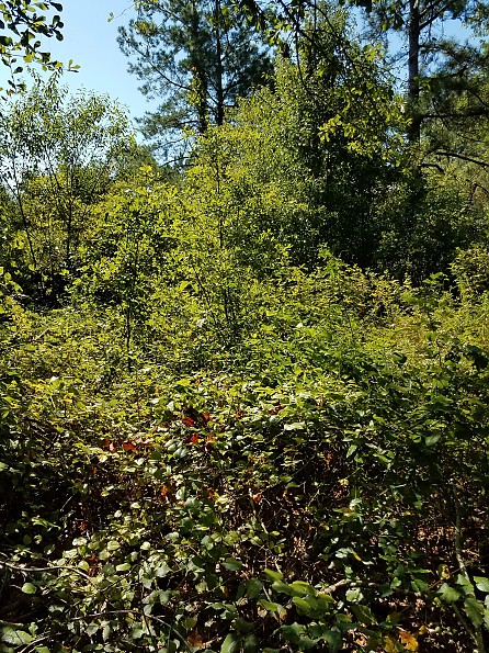 20190730_103925.jpg