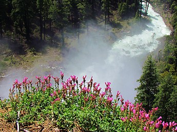 nevada-flowers.jpg