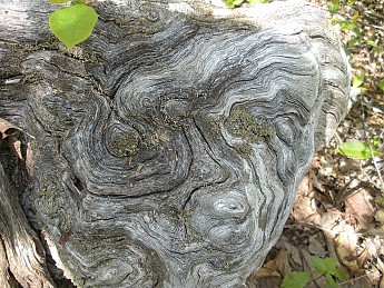 DSCN2732.jpg