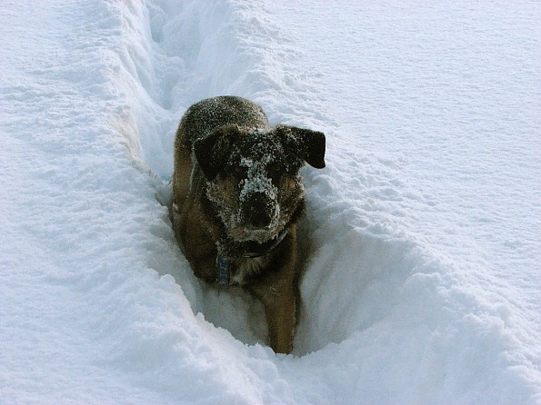 Ralph-digs-snow.jpg