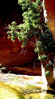 Parunuweap-canyon-16.jpg