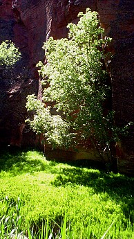 Sycamore-trees-grasses-and-Horsetail-ree