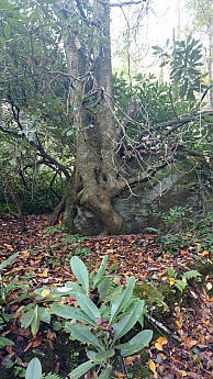 IMG_20161022_090237386.jpg