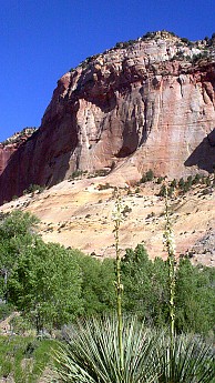 Yucca-stalks-blossom-below-a-sandstone-c