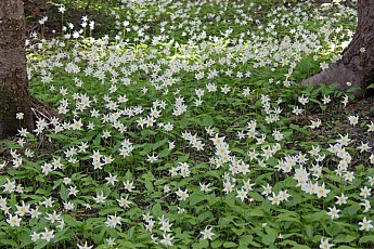 Vista-100-LilliesVISTA-100-LILLIES.jpg