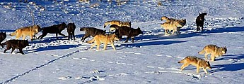 Wolves-of-Yellowstone.jpg