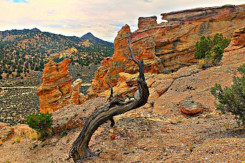 IMG_0961-Old-Juniper-tree-on-Grosvenor-A