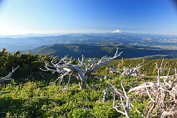 Vista-117-Tree-ViewVISTA-117-TREE-VIEW.j