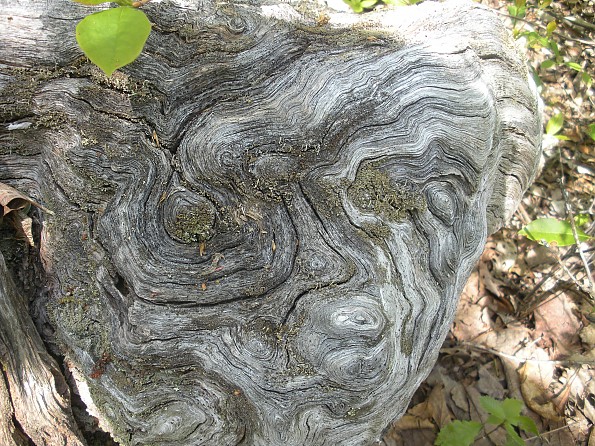 DSCN2732.jpg