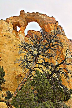 IMG_0949-Old-tree-and-Grosvenors-Arch-.j