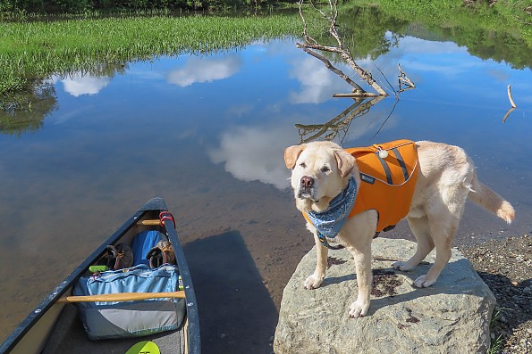 canoedog37and38-19.jpg