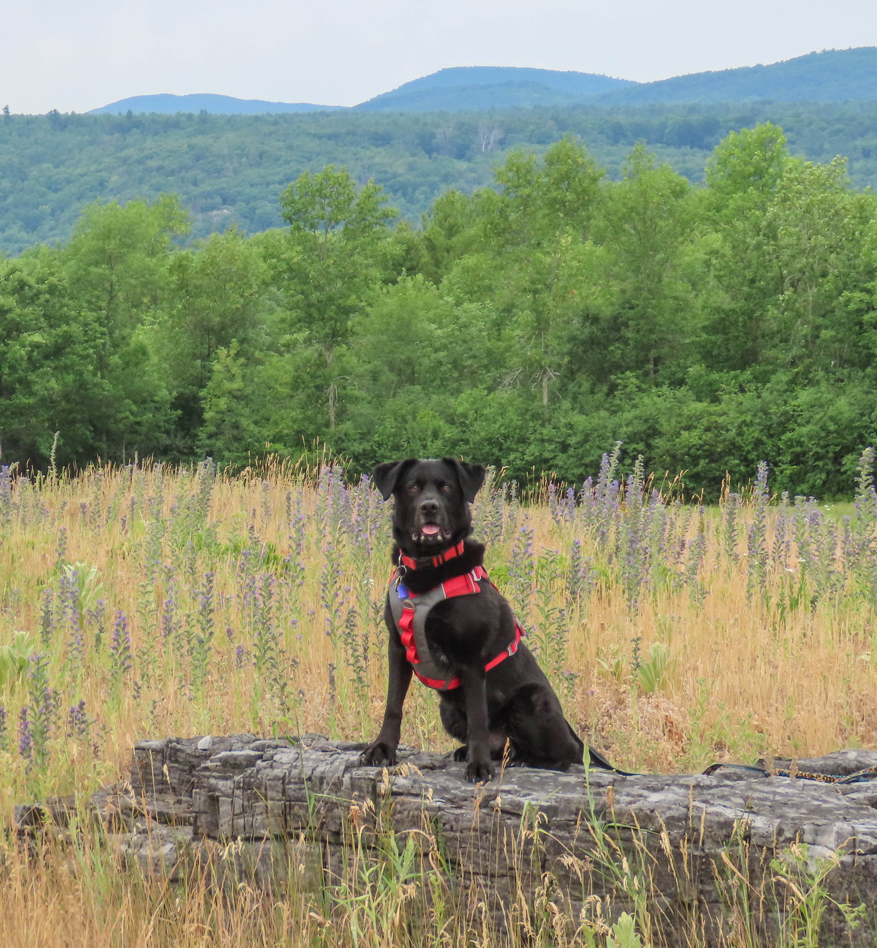 journey air dog harness