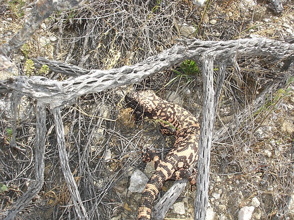 6-day-hike-in-the-Catalina-Mountains-Mar