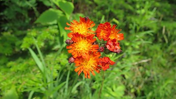 IMG_1914.jpg