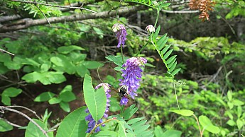 IMG_1915.jpg