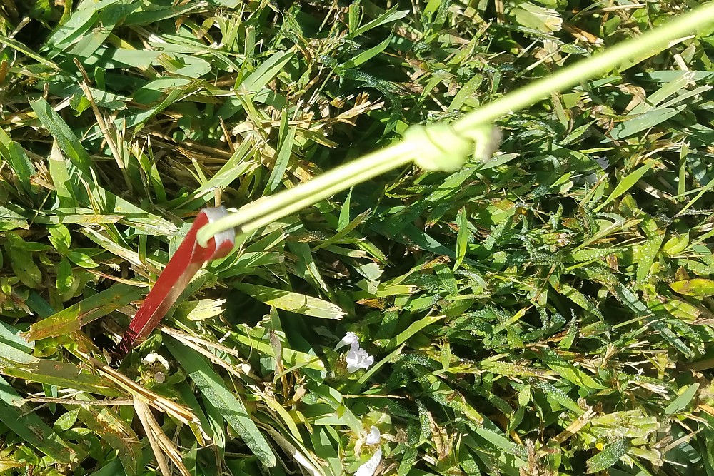 MSR Needle Tent Stakes Reviews Trailspace