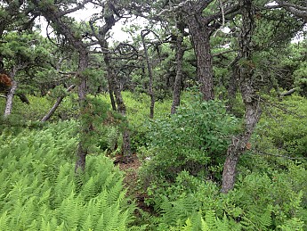 IMG_3619.jpg
