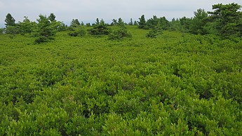 IMG_1699.jpg