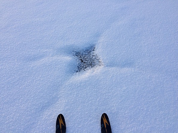snow-spider-2.jpg