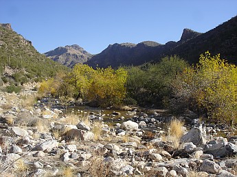 Looking-up-Bear-Canyon-fall-colors.jpg