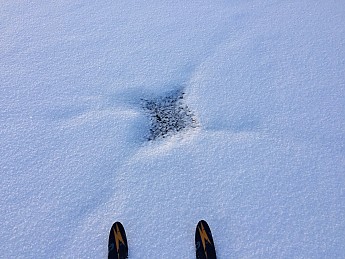 snow-spider-2.jpg