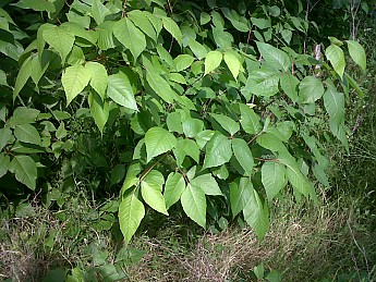 IMG00086-20120503-1031.jpg