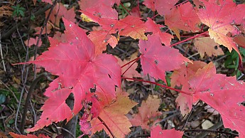 IMG_2734.jpg