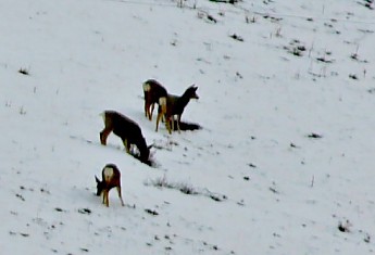 IMG_2149-Mule-deer-on-wildlife-refuge-in