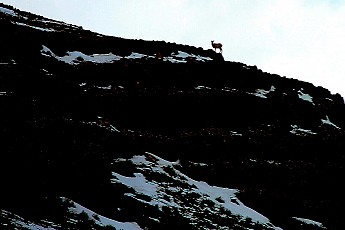 IMG_2159-Young-ram-on-Miller-Butte-ridge