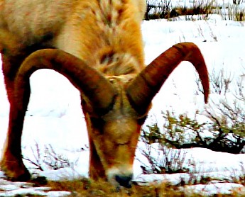 IMG_2162-Big-Horn-Rams-head.jpg