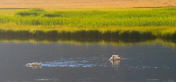 IMG_3011---Trumpeter-Swans-on-Flat-Creek