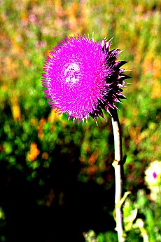 IMG_3031-Wild-Thistle-flower.jpg