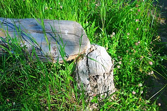 IMG_3033-A-beaver-cut-tree-stump.jpg