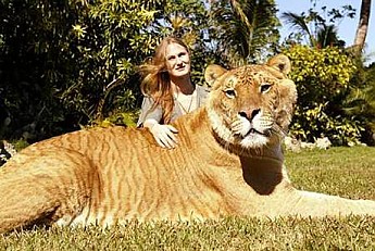 liger1.jpg