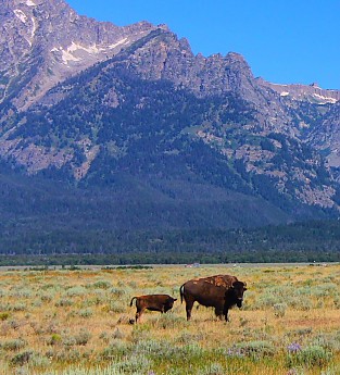 IMG_3051---A-Bison-and-her-calf-in-Grand