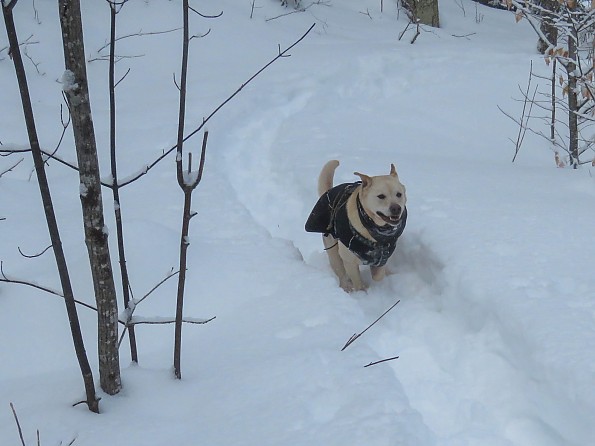 tubbs62-25jan-grrsp-22-dog-coat-running.jpg