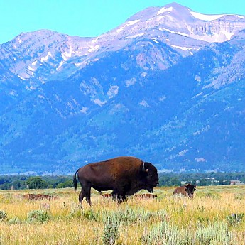 IMG_3053---The-American-Bison-of-Wyoming