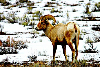 IMG_2167-Big-Horn-Ram.jpg