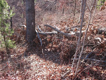 IMG_2306.jpg