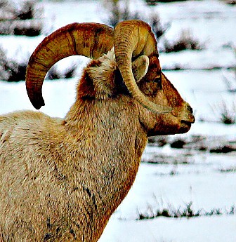 IMG_2173-Big-Horn-Ram-3-4-14.jpg
