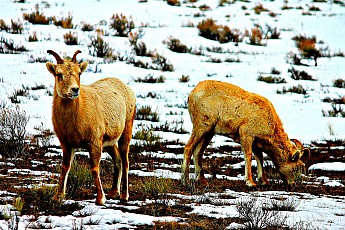 IMG_2176-Pair-of-Big-Horn-Sheep-Ewes-on-