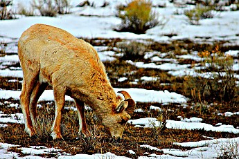 IMG_2179-Young-Big-Horn-Sheep-Ram-on-wil