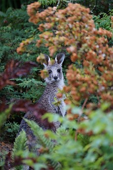 Ripper-in-the-garden.jpg
