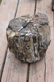 Petrified-wood-found-near-Orderville-Uta