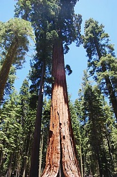 Yosemite, June 2011 - Trailspace