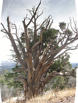 Old-Alligator-Juniper-Tree-along-Elden-T